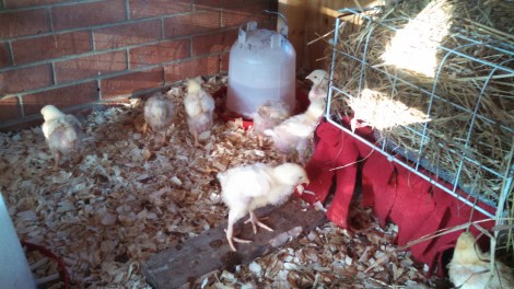 This is the outdoor cold brooder setup.