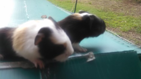 These are the black and orange babies