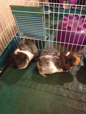 These are two big girls, Max and Ruby, at 2 years of age.