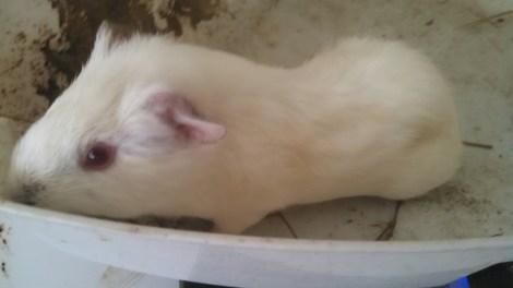 IMG_20140822_101143_621.jpg image