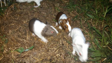 IMG_20140902_194613_605.jpg image