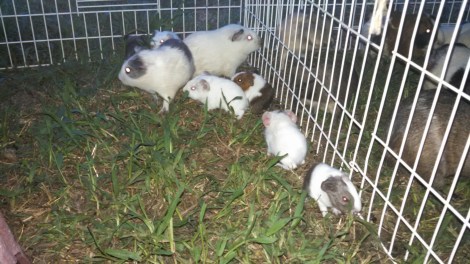 IMG_20140902_194647_002.jpg image