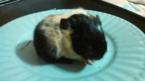 IMG_20141219_172854_847