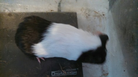 IMG_20141126_120306_633.jpg image