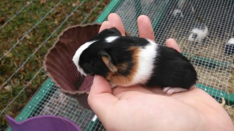 IMG_20141209_111609_559.jpg image