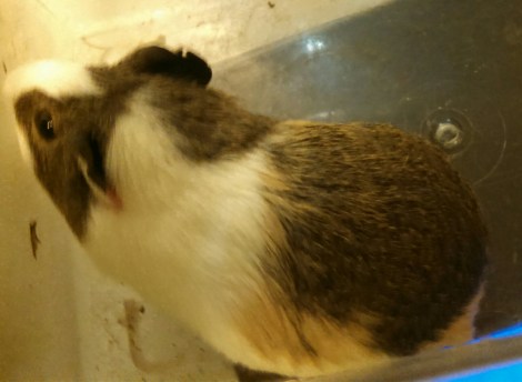 IMG_20141216_201754_741-1.jpg image