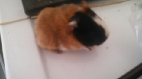 IMG_20150201_104620_891.jpg image