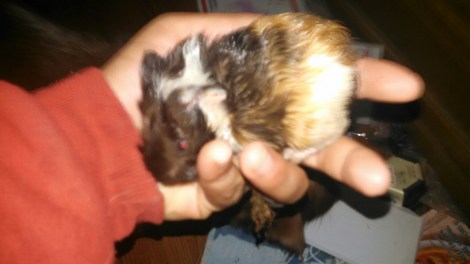 IMG_20150422_073106_669.jpg image