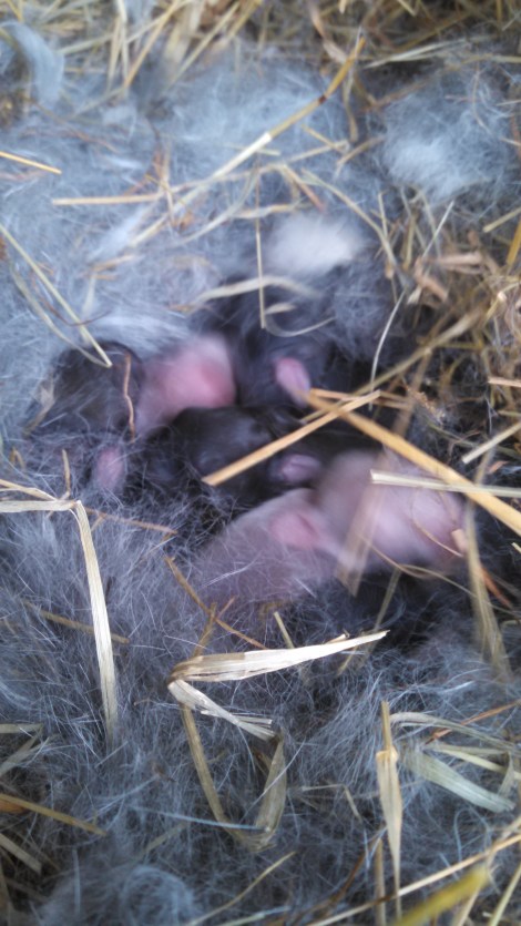 IMG_20150501_130357_446.jpg image