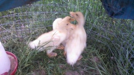 IMG_20150506_195421_806.jpg image