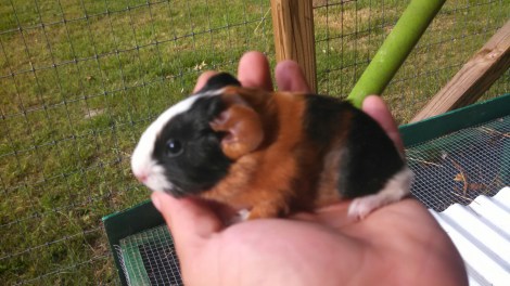 IMG_20150526_083601_766.jpg image