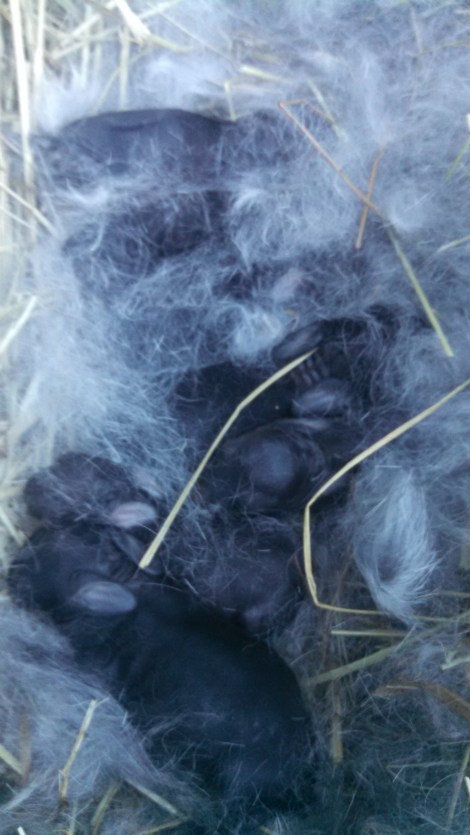 IMG_20150608_200340_027