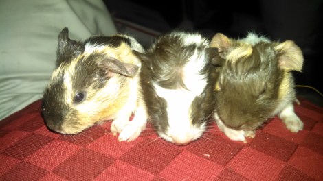 IMG_20150625_193043_340