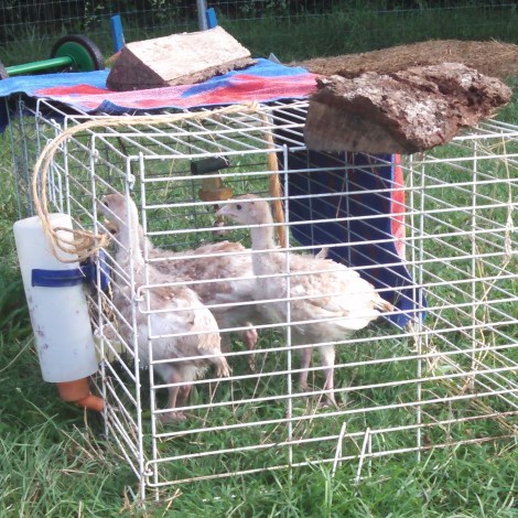 IMG_20150709_082423.jpg image