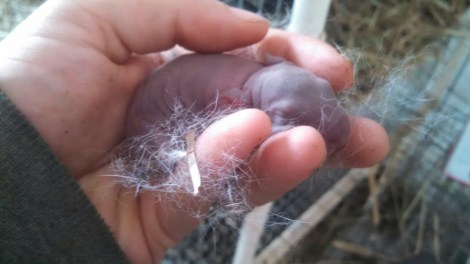 IMG_20151129_095910_093-1.jpg image