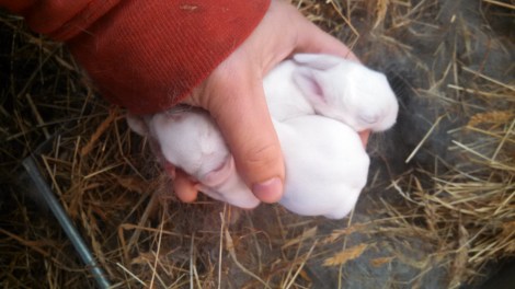 IMG_20160211_114532_671