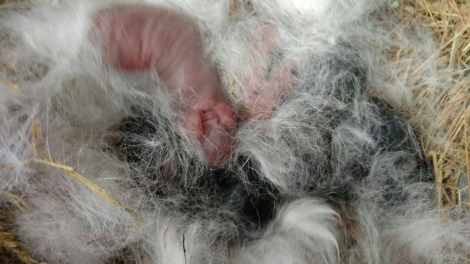 wp-1457700766942 image